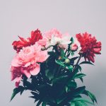 Blumen für eure Wohnung! Blumensaison 2017